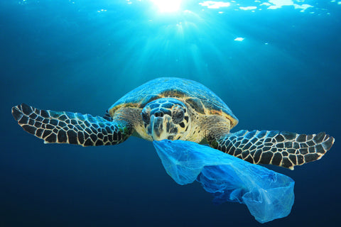 sea-turtle-eating-plastic-bag