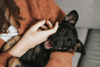 a woman holding a puppy