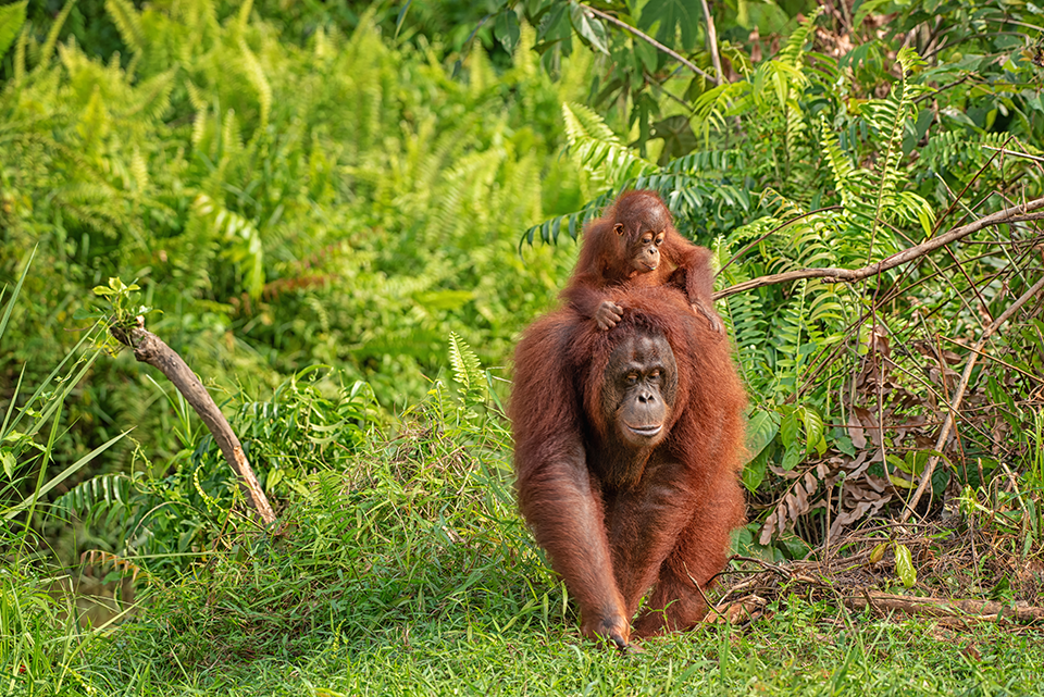 Orangutan (orang-utan) in his natural environment in the rainforest on Borneo (Kalimantan) island with trees and palms behind.