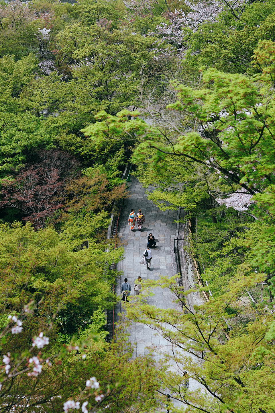 People walking on a bridge in Japan between lush trees and cherry blossoms