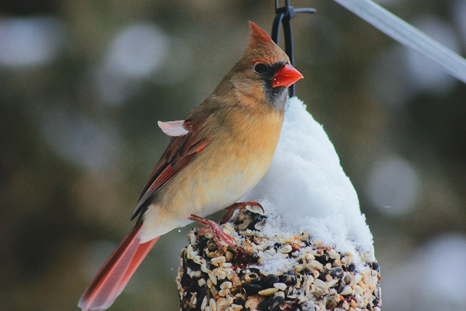 Bird sitting on bird feeder