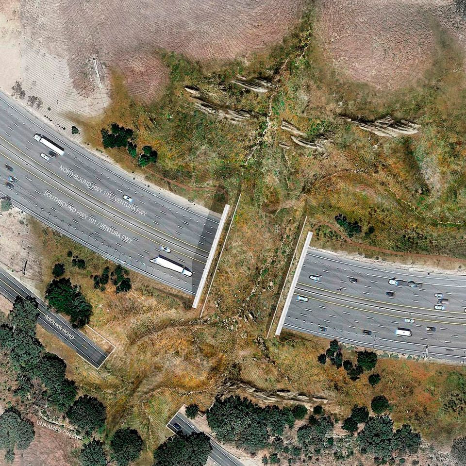 A rendering of a wildlife bridge crossing over U.S. Highway 101 in Agoura Hills, Calif., that will connect the Santa Monica Mountains to the Simi Hills.