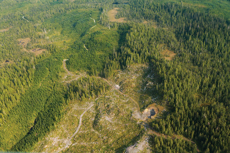 aerial view of old-growth logging in Alaska;s Tongass