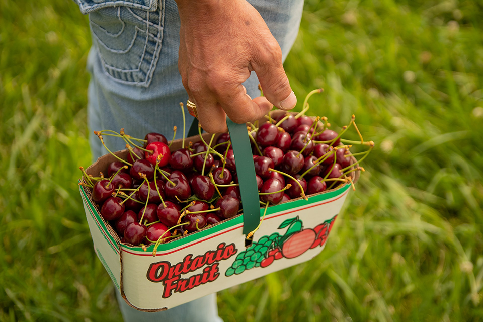 person holding cherries in a red and green paper basket