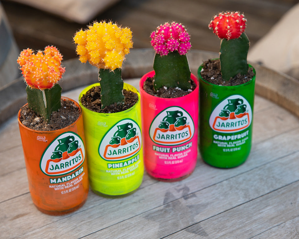 cactus planted in upcycled mexican soda bottles
