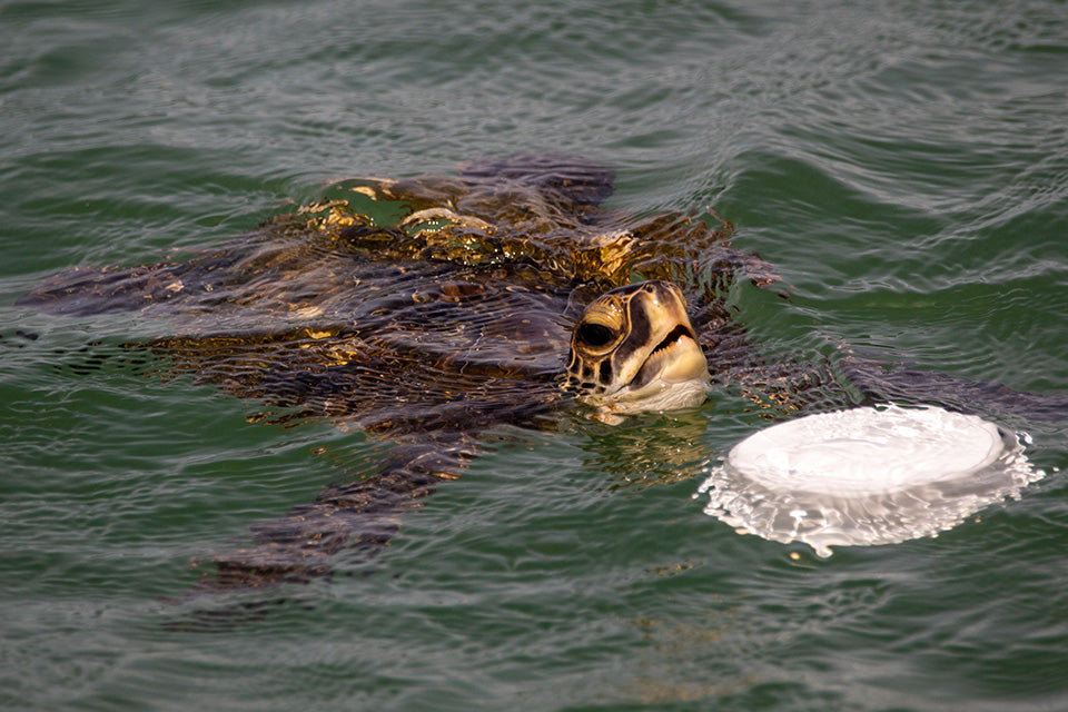 Sea turtle approaching a plastic plate floating in the ocean to eat it
