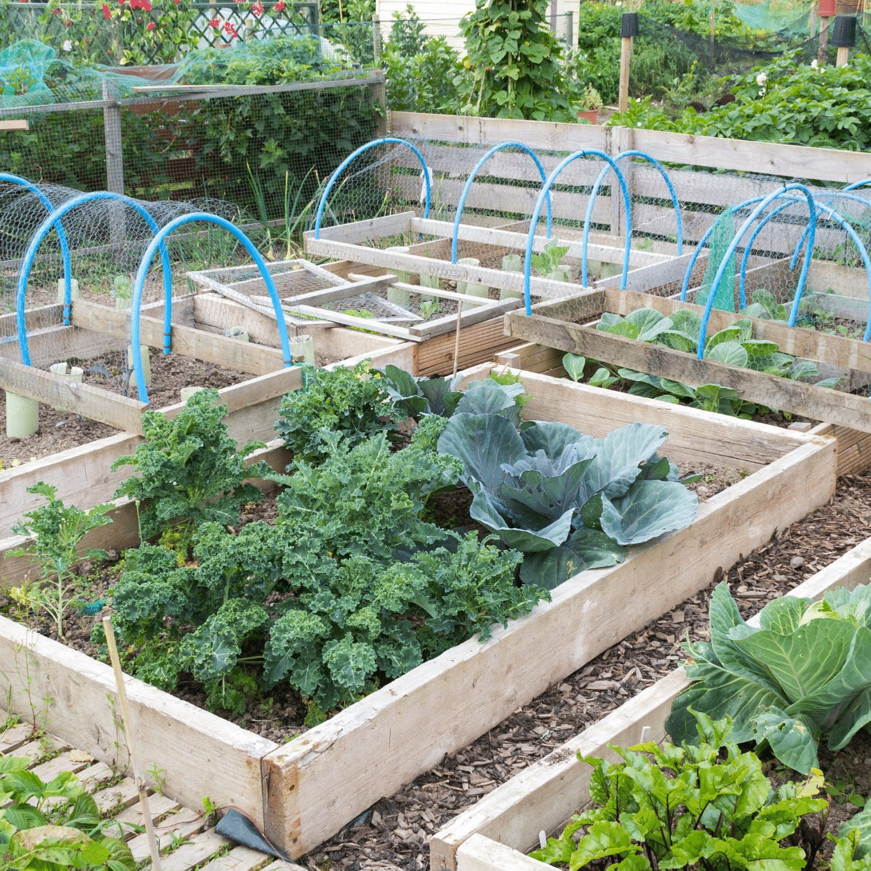 Raised garden beds full of leafy green vegetables in a community garden