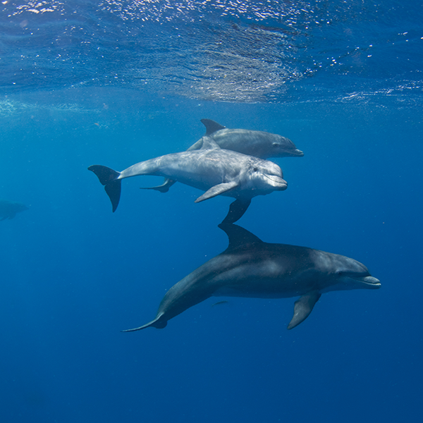 3 dolphins swimming through the ocean