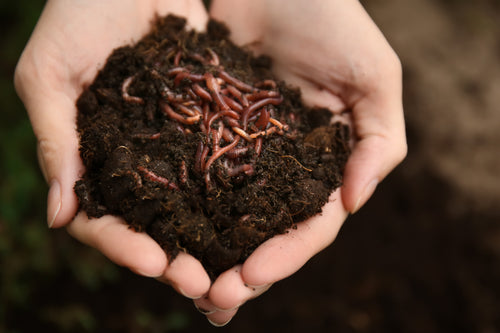 Hands holding a small pile of dirt and worms