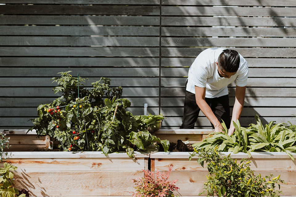 Person tending to plants in raised garden