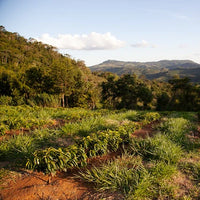 biodiverse coffee farm next to a lush forest