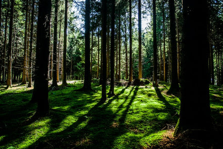 full forest of trees casting shadow on mossy floor