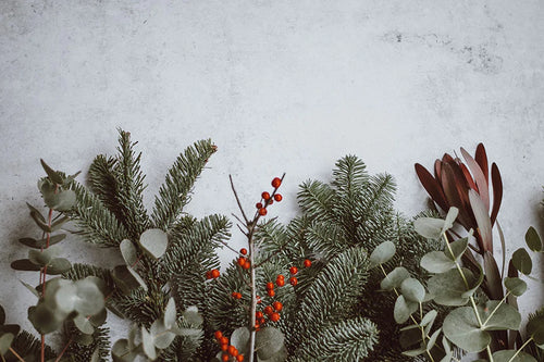 Eucalyptus, holy, and pine branches