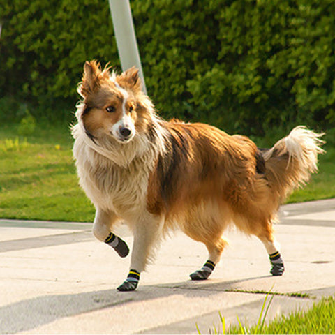 waterproof outdoor socks for dogs