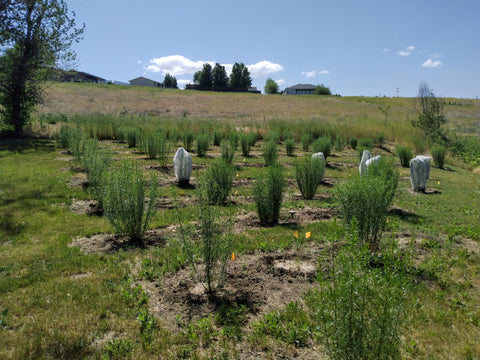 Sagebrush Butterflies farm annex