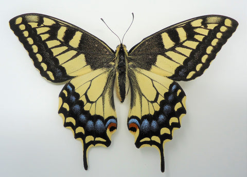Oregon Swallowtail specimen