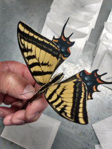 Papilio multicaudata pusillus A1 Male-Female PAIRS