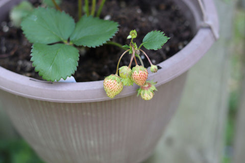 strawberry hanging planter