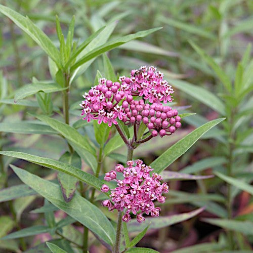 Milkweed- Swamp (Ascelpias incarnata) (Florida Native) – Whitwam Organics