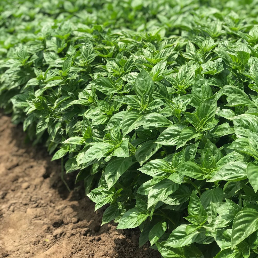 basil downy mildew