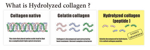 Collagen structure and the process of creating Hydrolyzed collagen