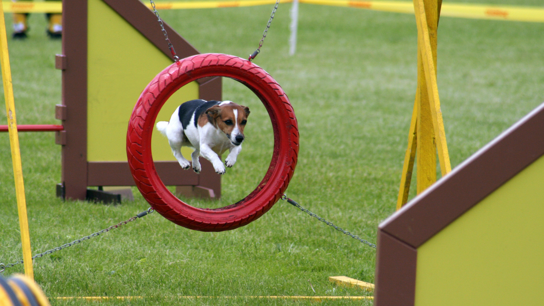 how to get your dog into agility