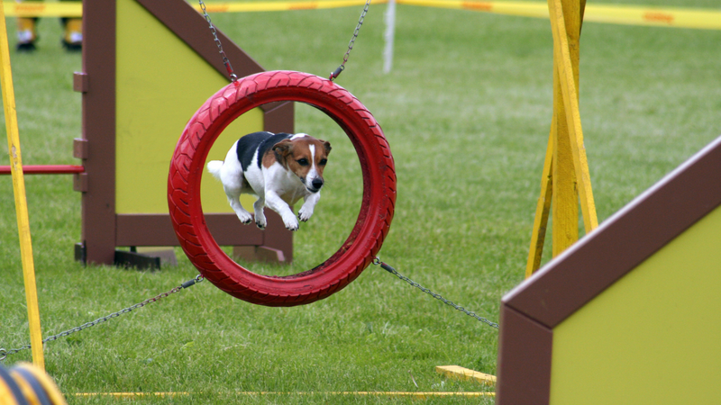 is agility training good for dogs