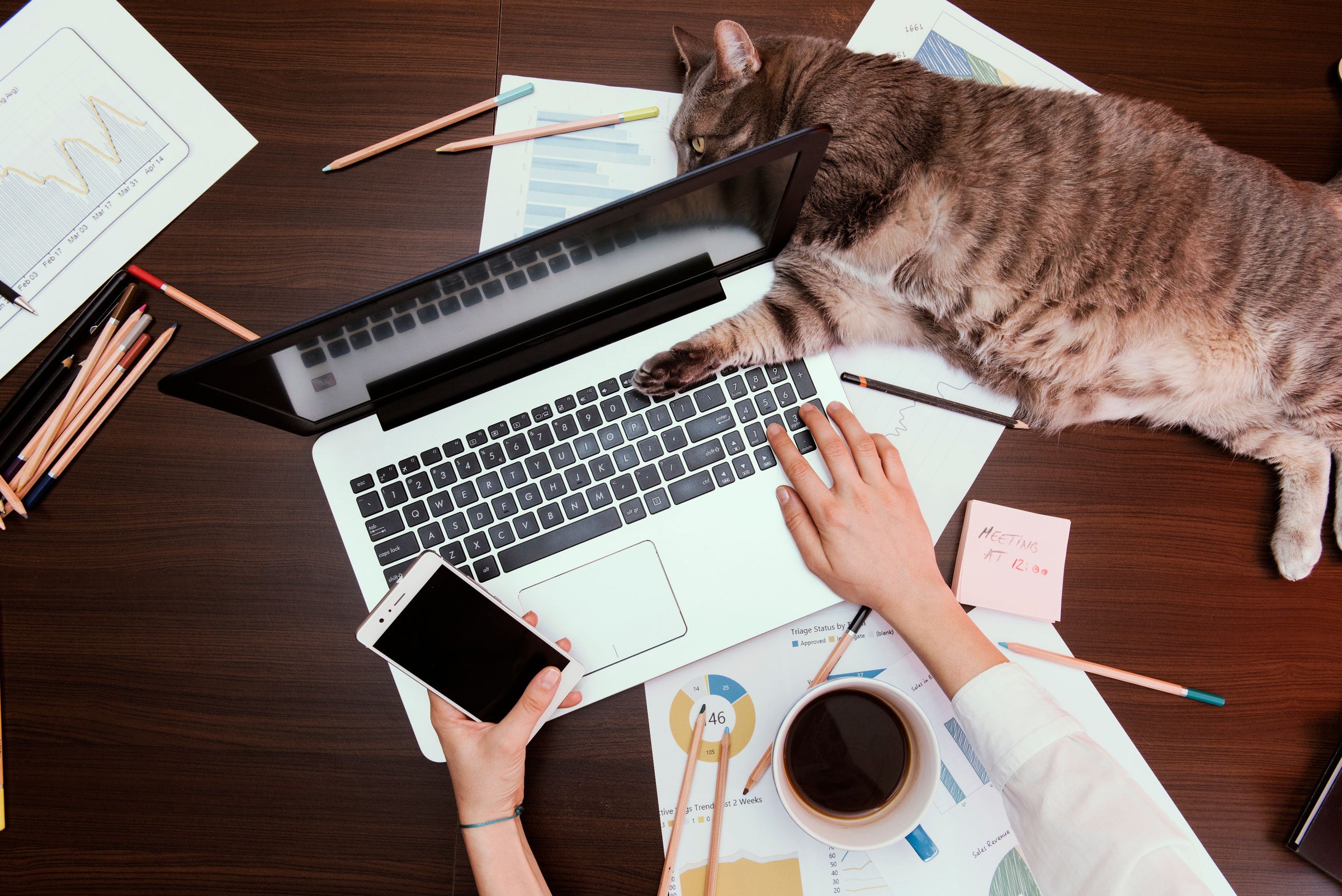 Tips for Bringing Your Cat to Work