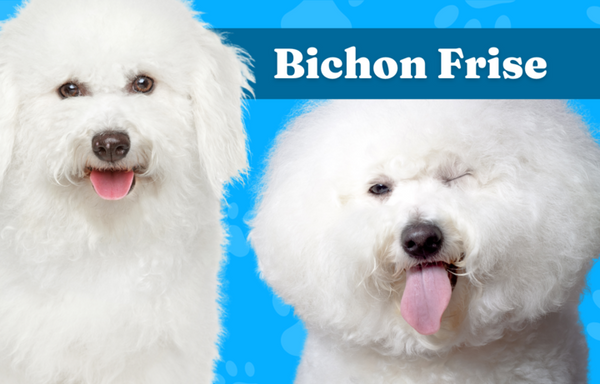 Bichon Frise