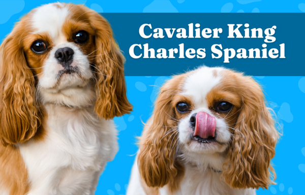 Cavalier King Charles Spaniel