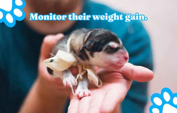Monitor their weight gain