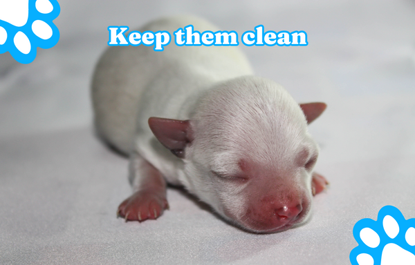 Keep them clean