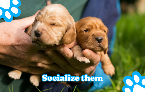Socialize them