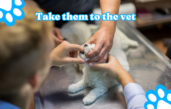 Take them to the vet