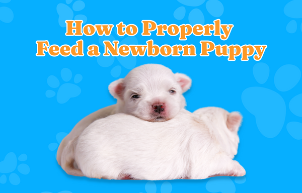 How To Properly Feed A Newborn Puppy