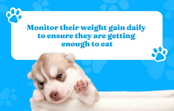 Monitor their weight gain daily to ensure they are getting enough to eat