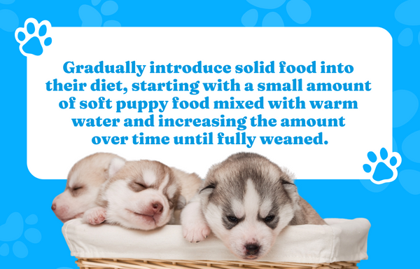 Gradually introduce solid food into their diet, starting with a small amount of soft puppy food mixed with warm water and increasing the amount over time until fully weaned.