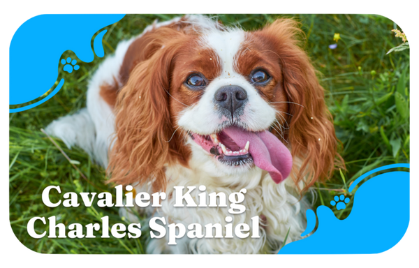 Cavalier King Charles Spaniel