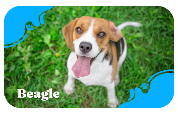 Beagle