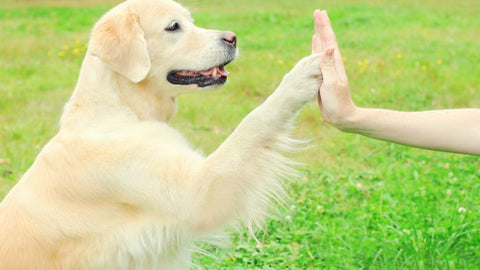 Agility strengthens the bond between you and your dog