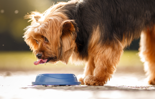 It may no longer provide the same health benefits for your dog