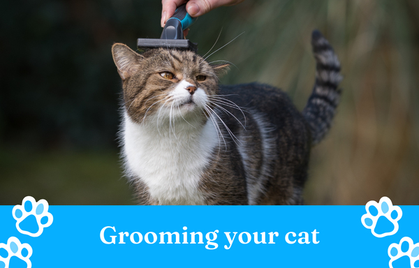 Grooming your cat