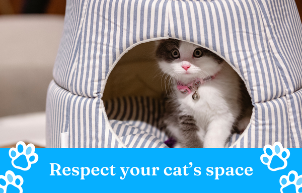 Respect your cat’s space