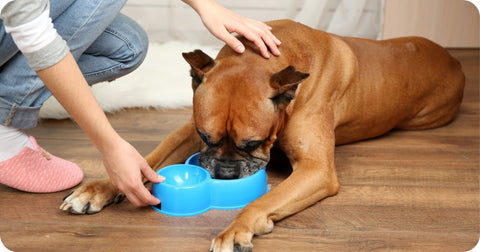 dog drinking water on blue bowl and person petting the head