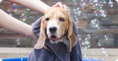 dog taking bath and bubbles