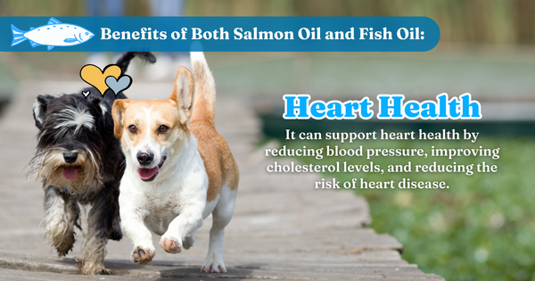 Benefits Of Both Salmon Oil And Fish Oil: Health Heart