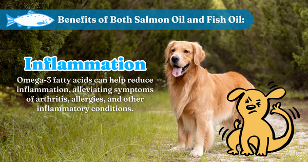 Benefits Of Both Salmon Oil And Fish Oil: Inflammation