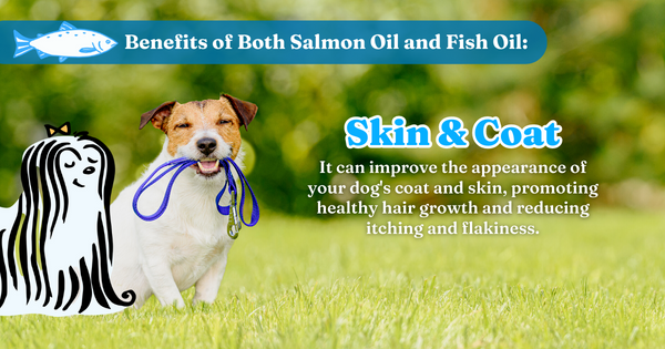 Benefits Of Both Salmon Oil And Fish Oil: Skin and Coat