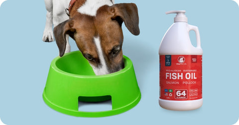 dog eating with salmon oil