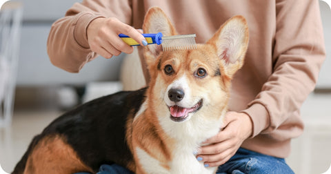 person comb dog fur